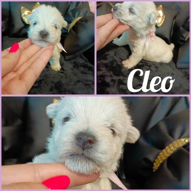 Reproduktor West Highland White Terrier