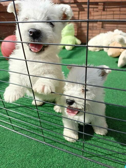Reproduktor West Highland White Terrier