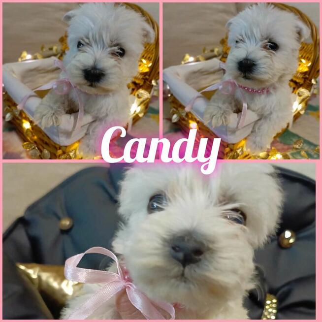 Reproduktor West Highland White Terrier