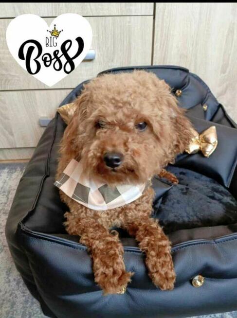 Reproduktor Pudel Toy/ miniatura wystawowy