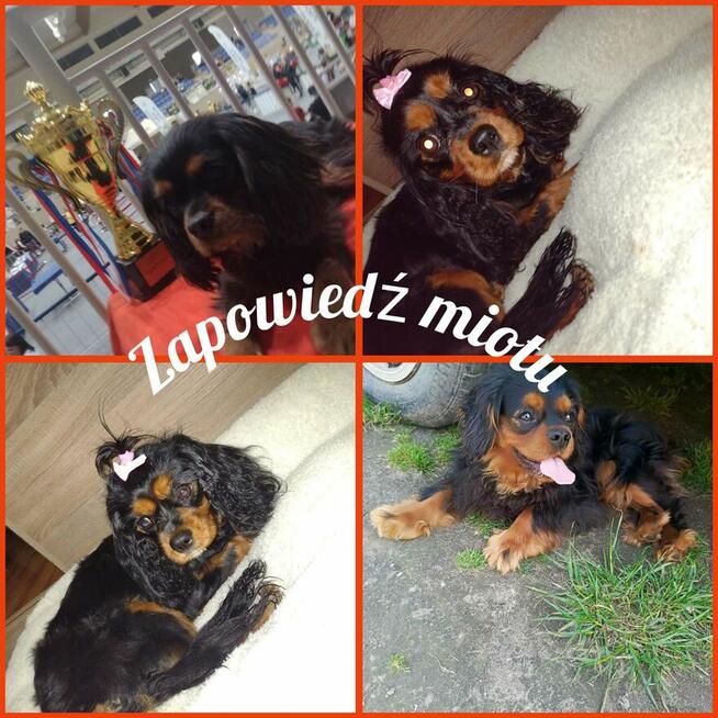 Reproduktor Cavalier King Charles spaniel Amor