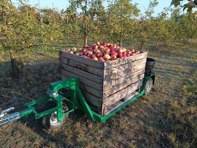 Gruszki duże twarde cena brutto 2-3 zł. oferent.pl.tl