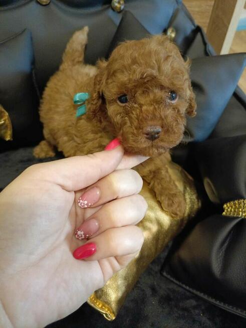 Reproduktor Pudel Toy/ miniatura wystawowy