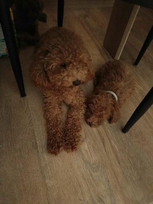 Reproduktor Pudel Toy/ miniatura wystawowy