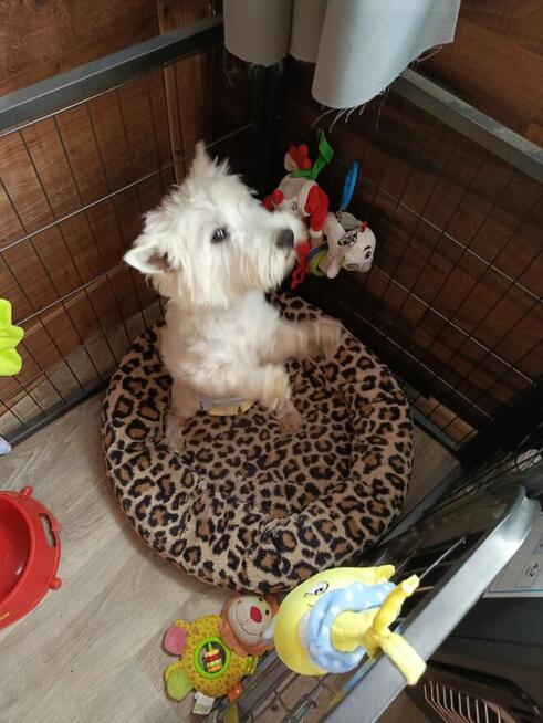 Reproduktor West Highland White Terrier