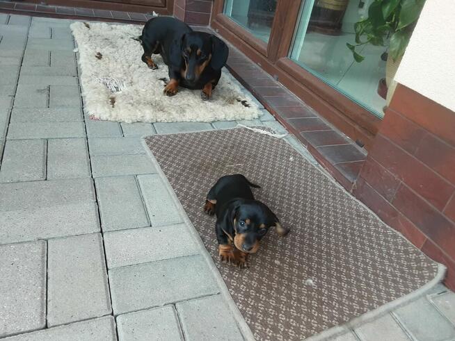 Jamnik czarny podpalany krótkowłosy standard