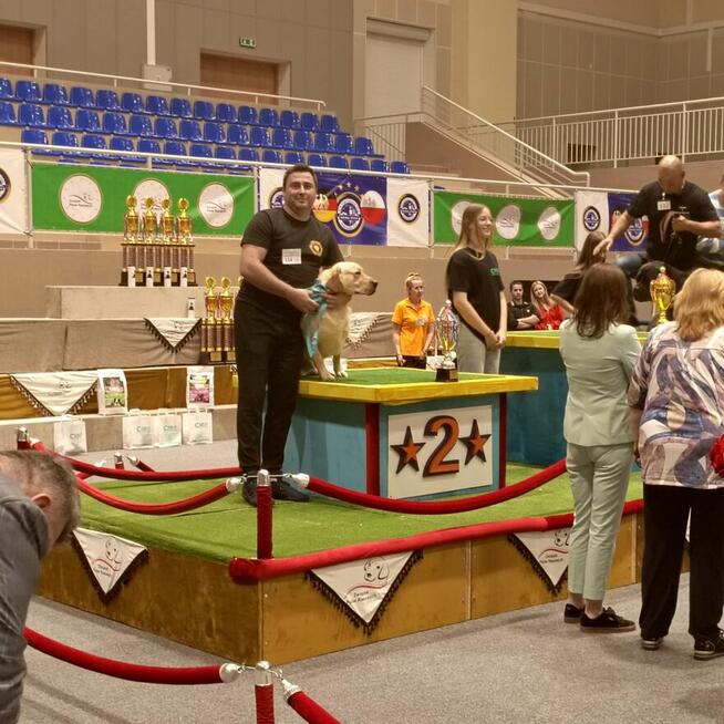 Reproduktor labrador retriever Champion Polski