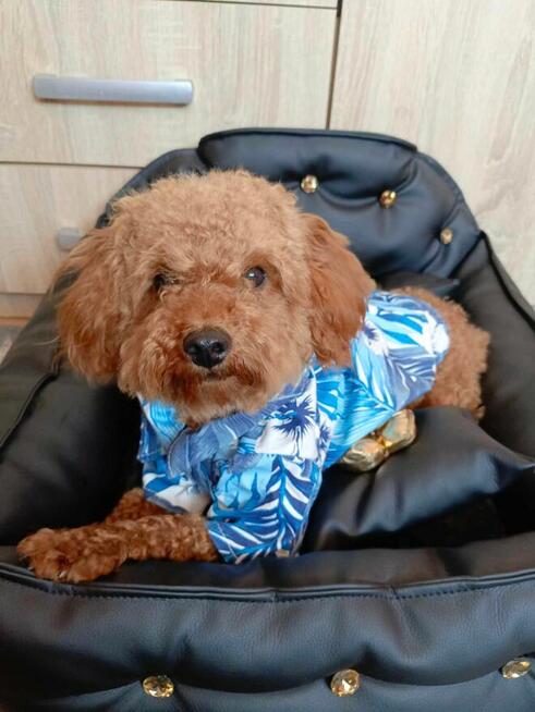 Reproduktor Pudel Toy/ miniatura wystawowy