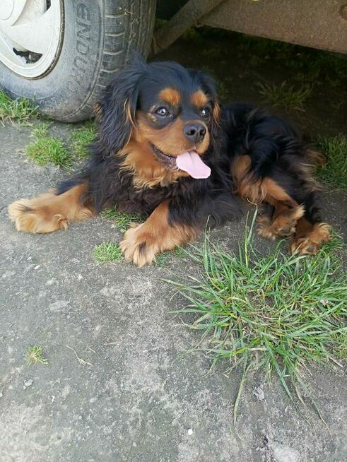 Reproduktor Cavalier King Charles spaniel Amor