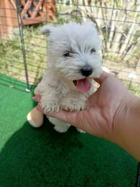 Reproduktor West Highland White Terrier