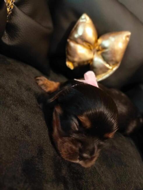 Reproduktor Cavalier King Charles spaniel Amor