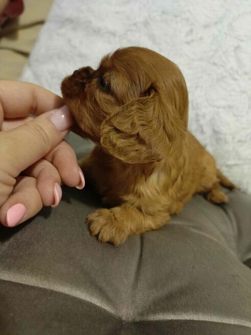 Reproduktor Cavalier King Charles spaniel Amor
