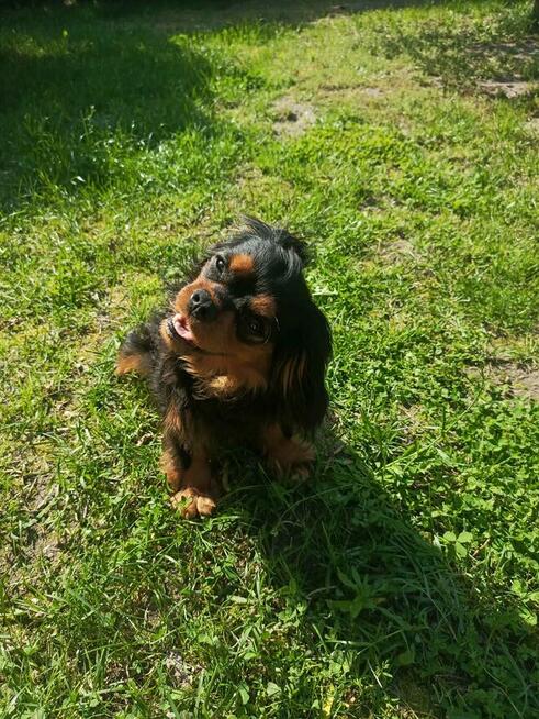 Reproduktor Cavalier King Charles spaniel Amor