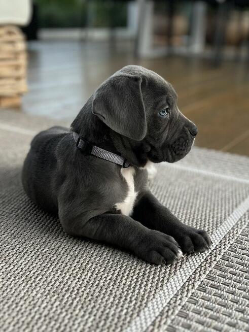Cane Corso szczeniaki maści błękitnej ur. 06.09.2024