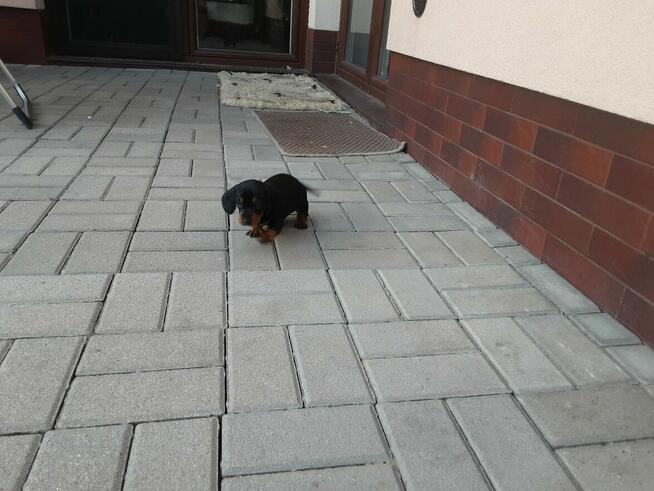 Jamnik czarny podpalany krótkowłosy standard