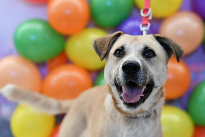 Młodziutki Andrucik czeka na wymarzony domek!