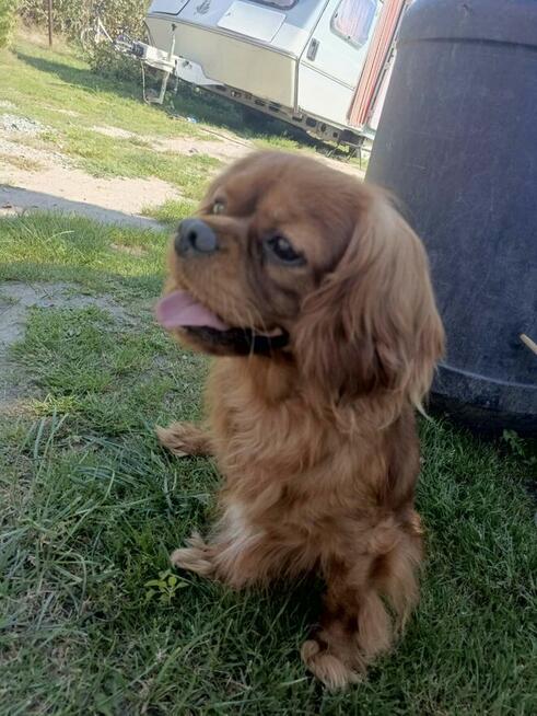 Reproduktor Cavalier King Charles spaniel Kredo