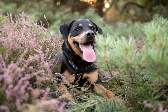 Neron w typie rotwailera szuka aktywnego domku!