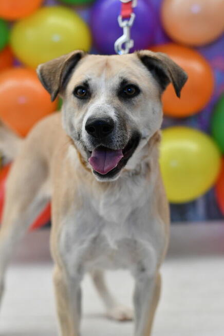 Młodziutki Andrucik czeka na wymarzony domek!