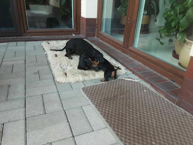 Jamnik czarny podpalany krótkowłosy standard