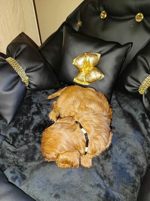 Reproduktor Cavalier King Charles spaniel Amor