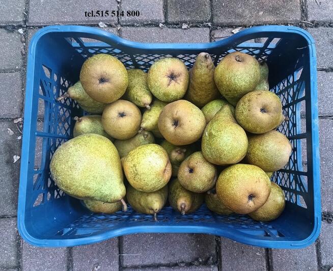 Gruszki duże twarde cena brutto 2-3 zł. oferent.pl.tl
