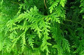 Tuje SZMARAGD śląsk , tuje śląsk - dostawa GRATIS sadzimy