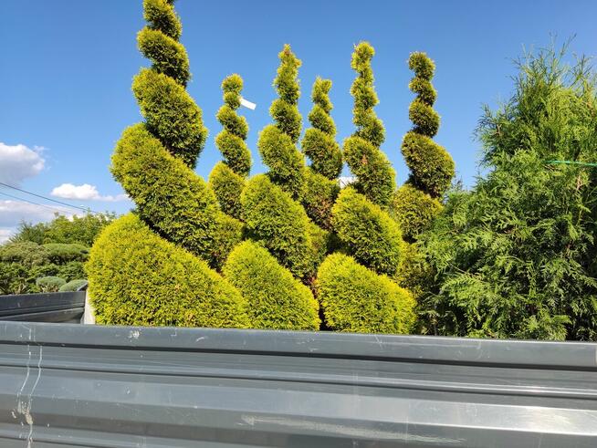 Tuje SZMARAGD śląsk , tuje śląsk - dostawa GRATIS sadzimy