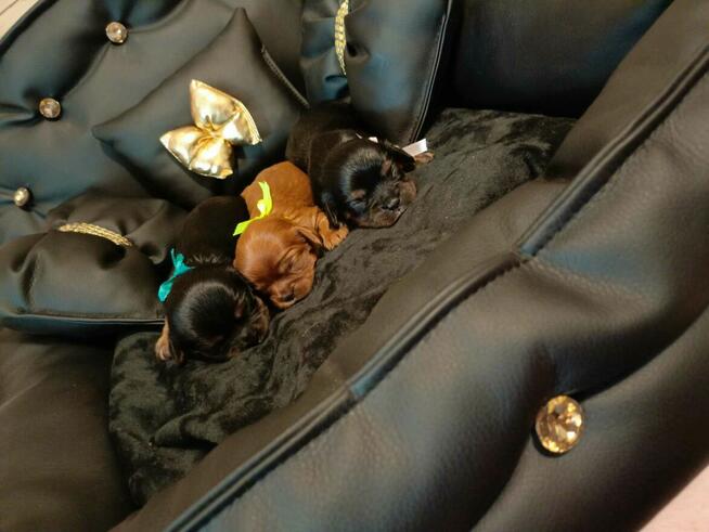 Reproduktor Cavalier King Charles spaniel Amor