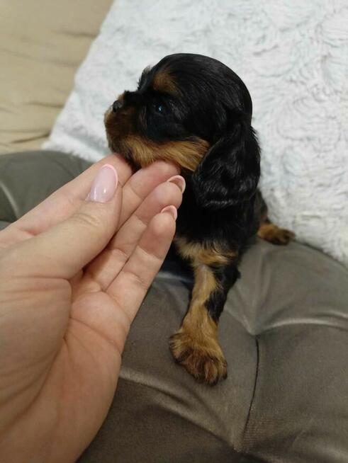 Reproduktor Cavalier King Charles spaniel Amor