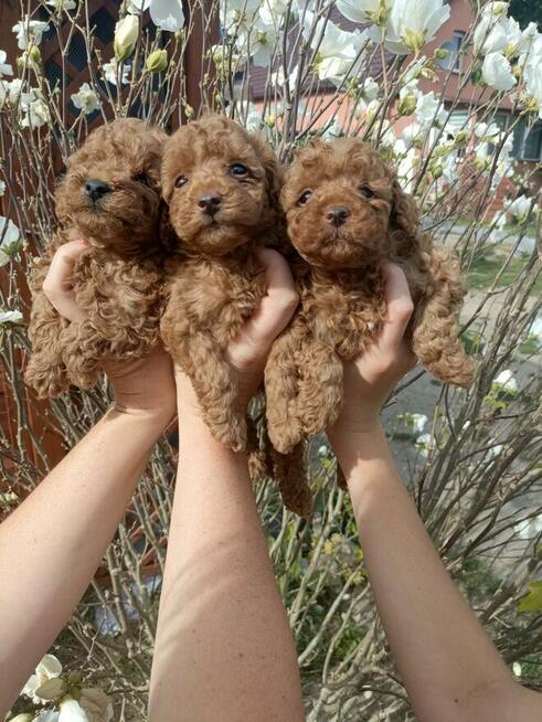 Reproduktor Pudel Toy/ miniatura wystawowy