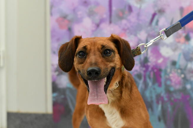 Nieśmiała Figa szuka dobrego domku!