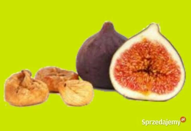 FIGA / FIGOWIEC 3 sadzonki -kpl /męska i żenska/ PROMOCJA