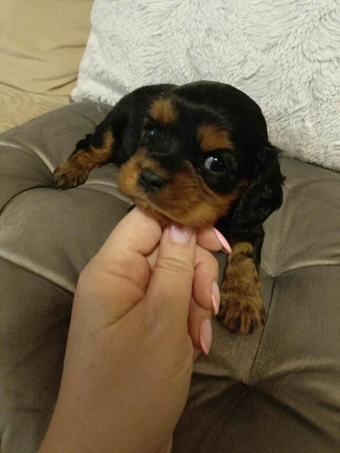 Reproduktor Cavalier King Charles spaniel Amor