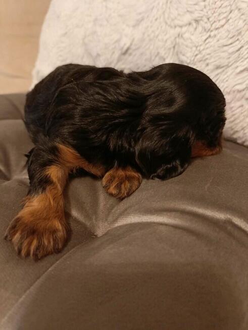 Reproduktor Cavalier King Charles spaniel Amor