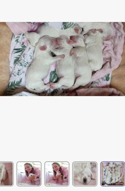 Szczeniaczki z rodowodem zapowiedź miotu kwiecień 2026