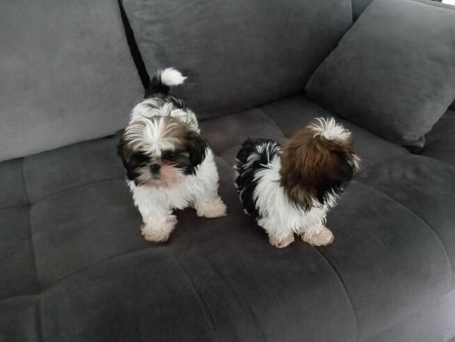 Shih tzu