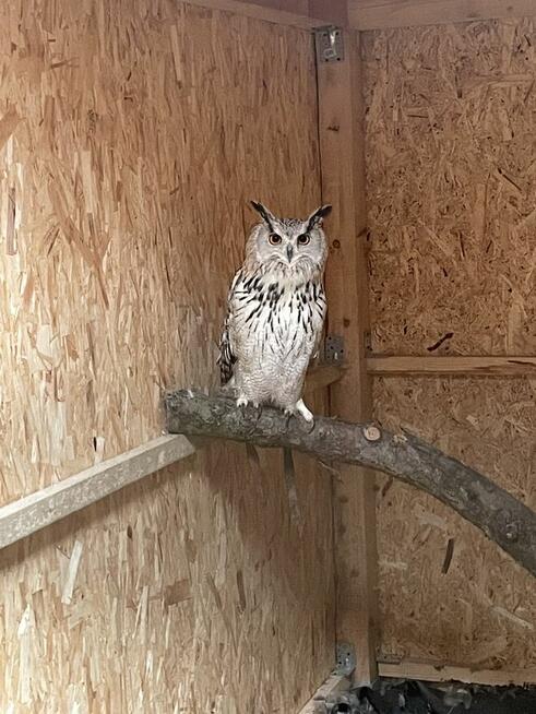 Sowy, Kruku, Orły, Jastrzębie | pośrednik sprzedaży