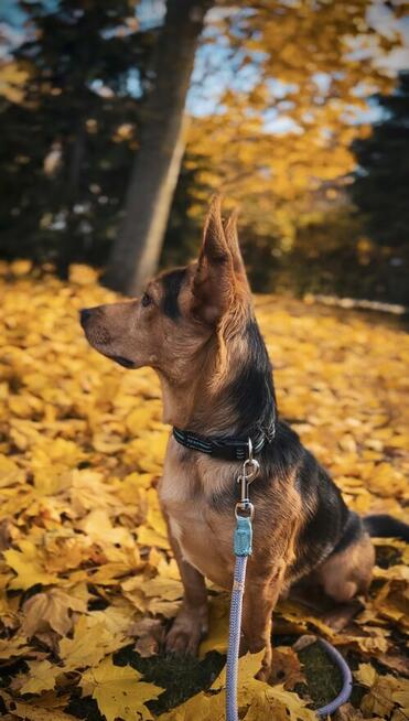 Denis rozrabiaka do adopcji