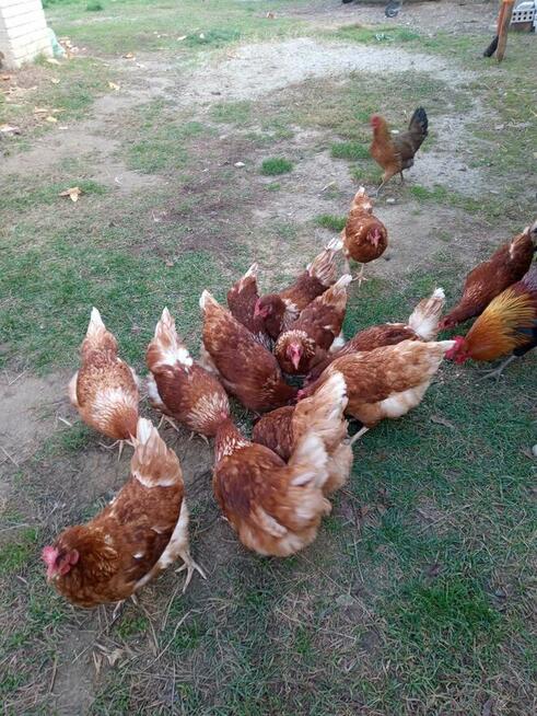 Jaja lęgowe od kur z wolnego wybiegu