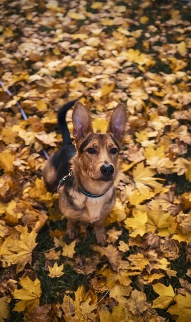 Denis rozrabiaka do adopcji