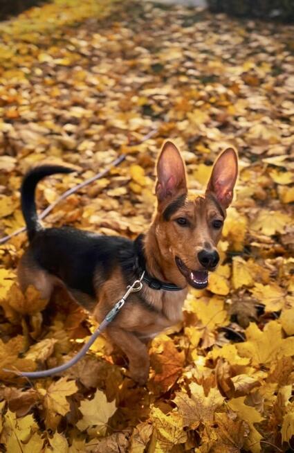 Denis rozrabiaka do adopcji