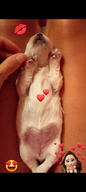 Szczeniaczki z rodowodem zapowiedź miotu kwiecień 2026