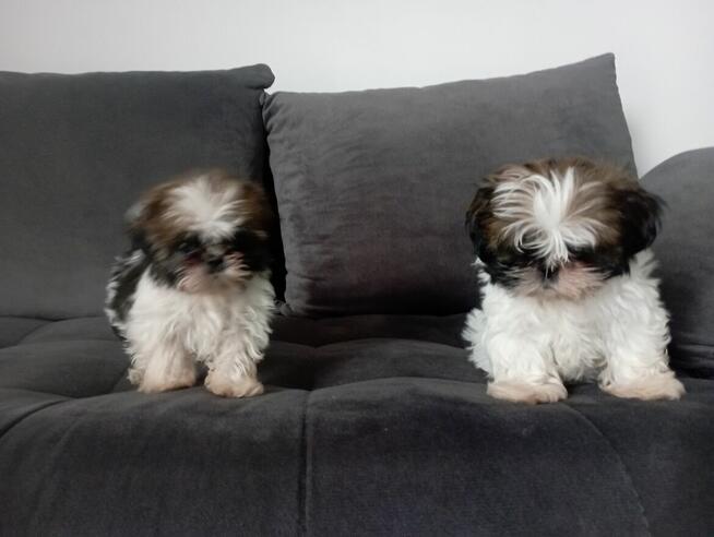 Shih tzu