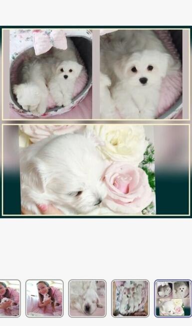 Szczeniaczki z rodowodem zapowiedź miotu kwiecień 2026