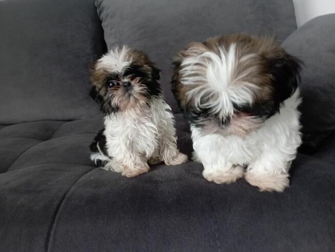 Shih tzu