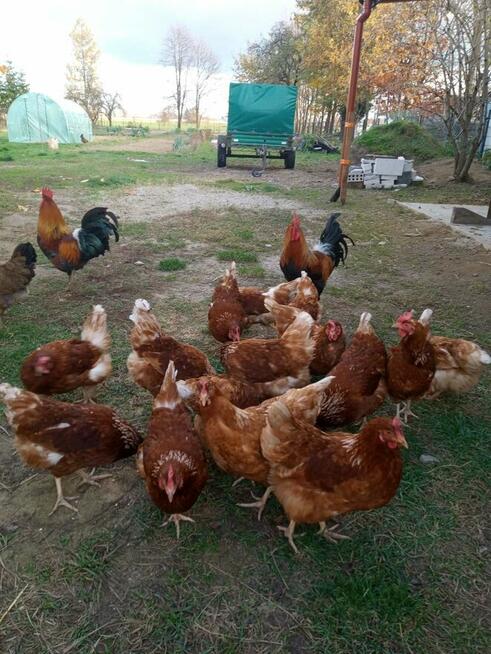 Jaja lęgowe od kur z wolnego wybiegu