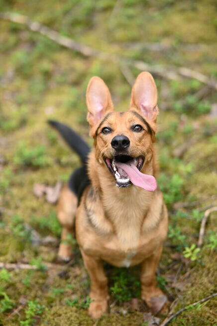 Denis rozrabiaka do adopcji