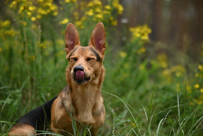 Denis rozrabiaka do adopcji