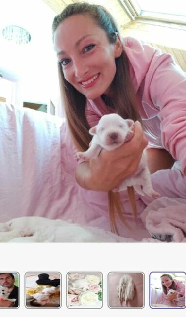 Szczeniaczki z rodowodem zapowiedź miotu kwiecień 2026